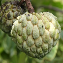 Custard Apple Manufacturer Supplier Wholesale Exporter Importer Buyer Trader Retailer in Pune Maharashtra India